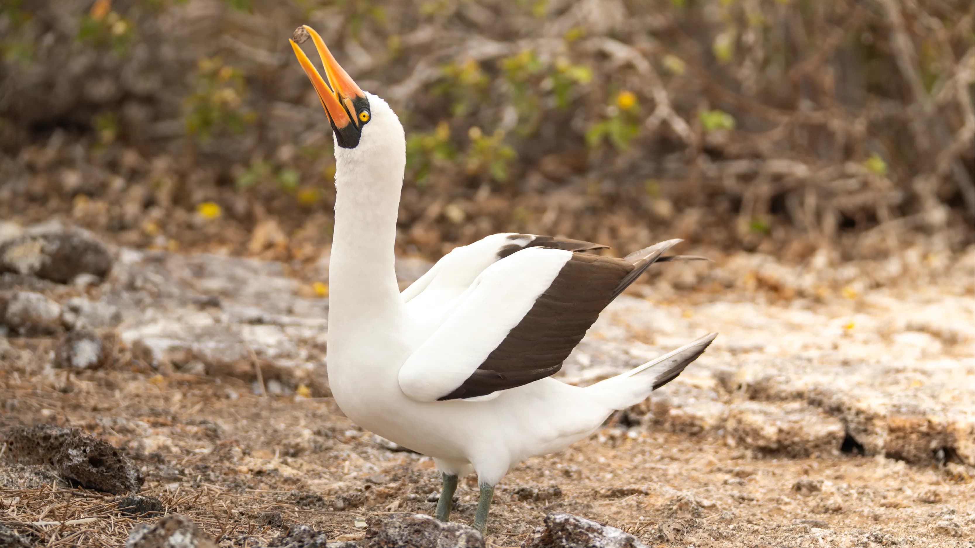 Tourist photographing Galapagos nature