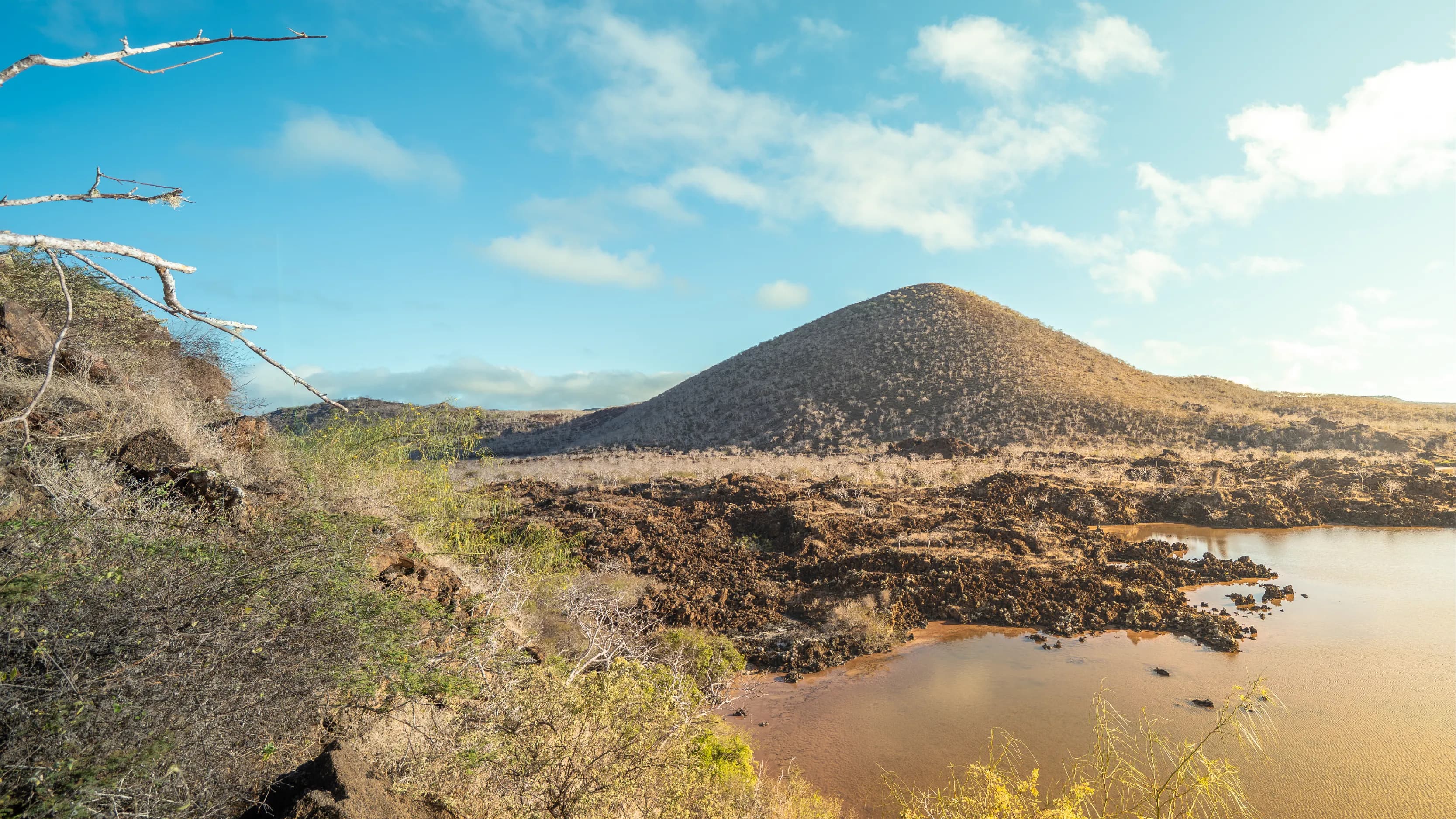 Galapagos Wildlife Banner