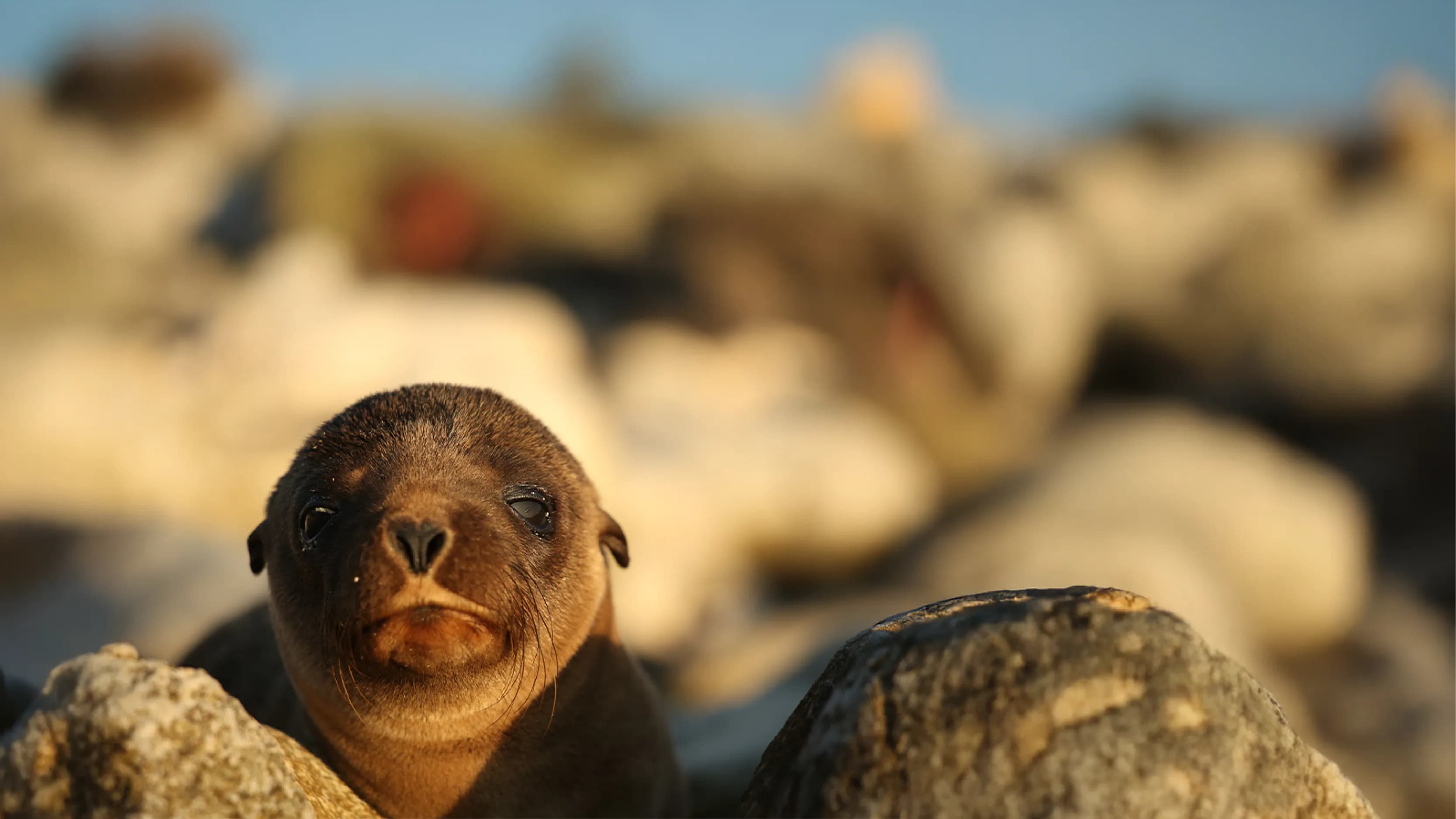 Tourist photographing Galapagos nature