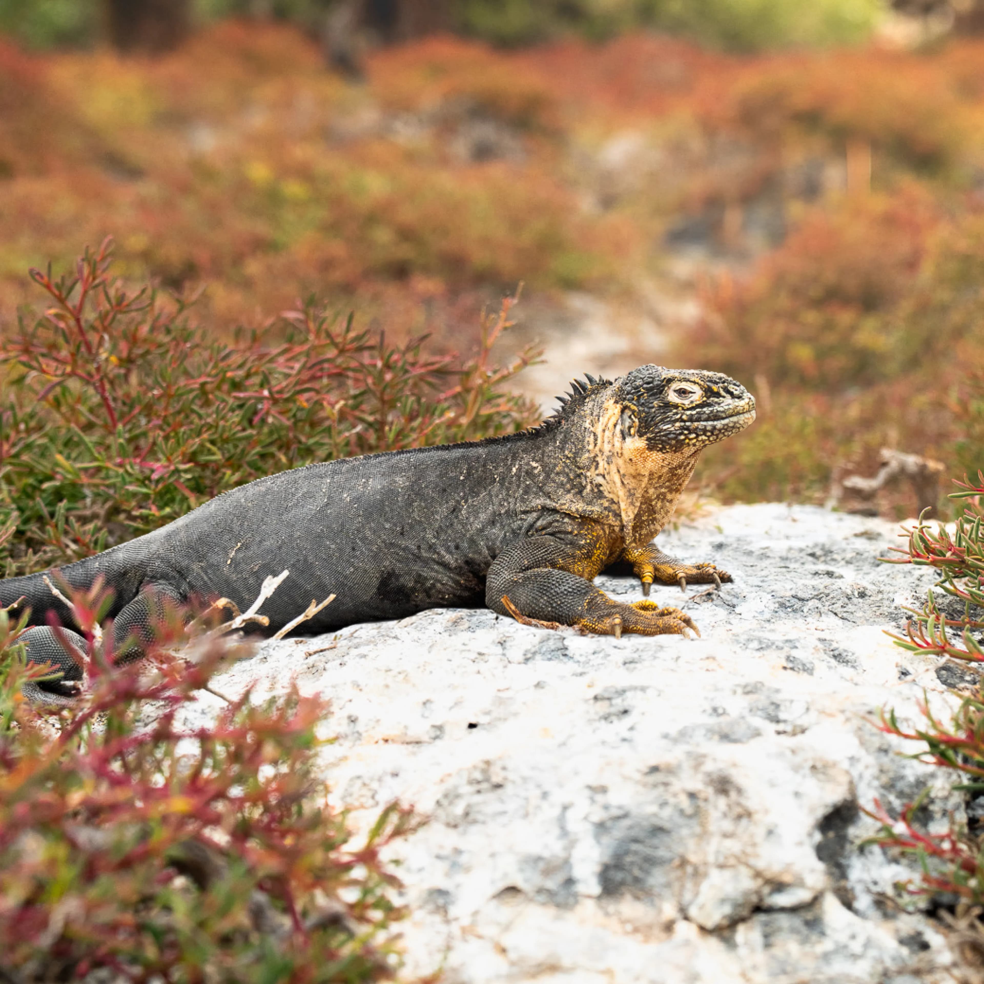 Beautiful Galapagos landscape and shore