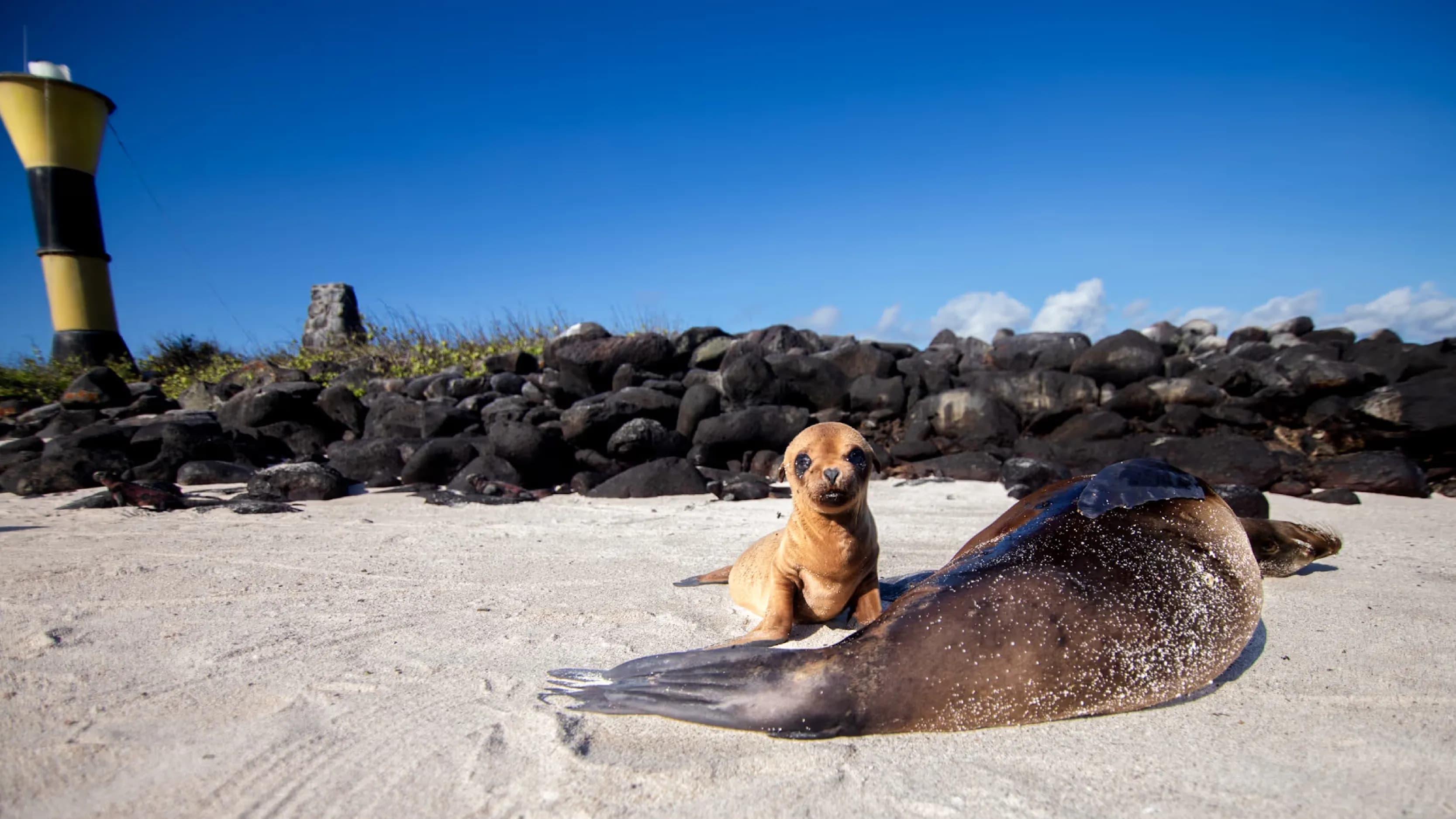 Tourist photographing Galapagos nature