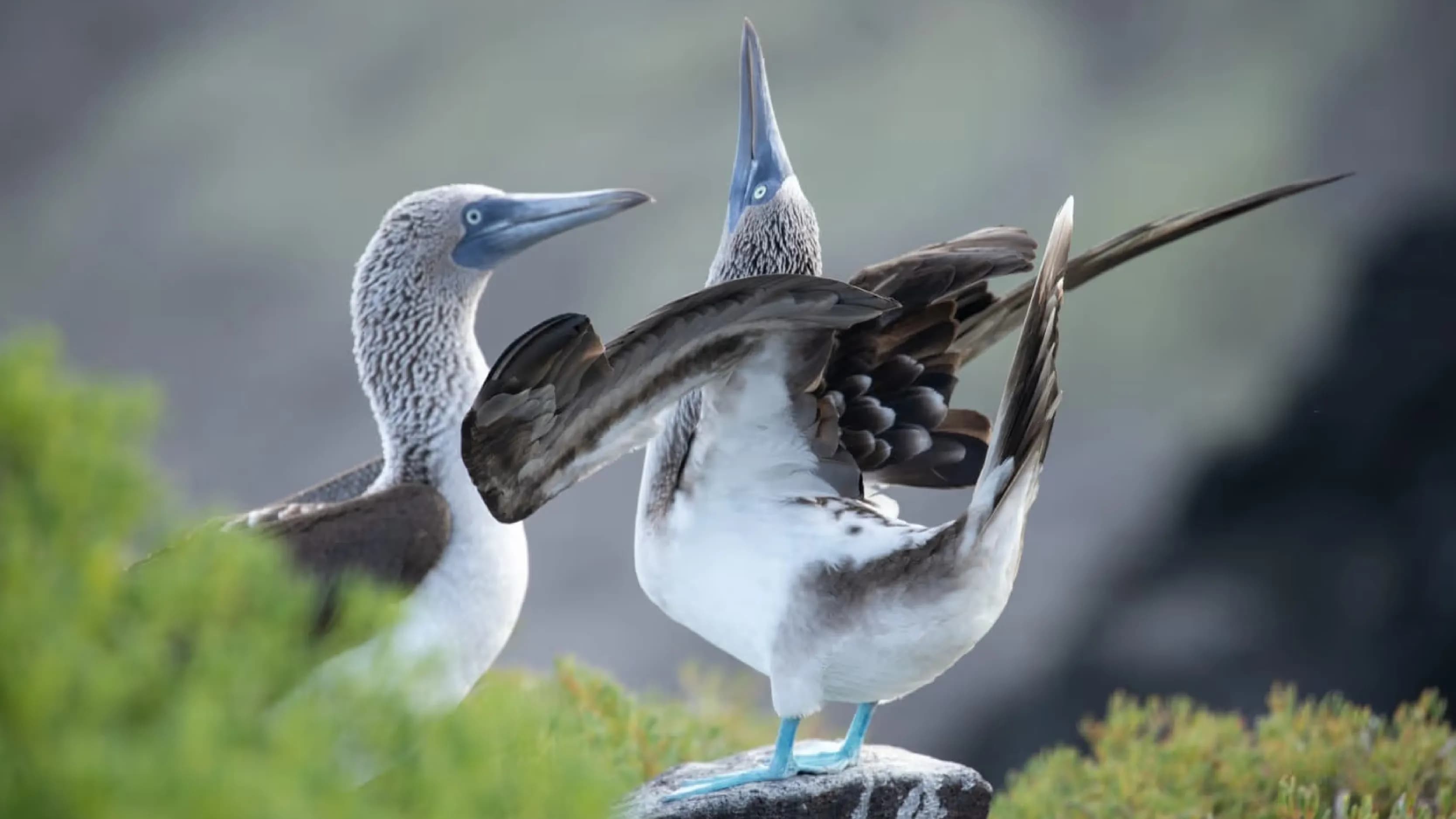 Tourist photographing Galapagos nature