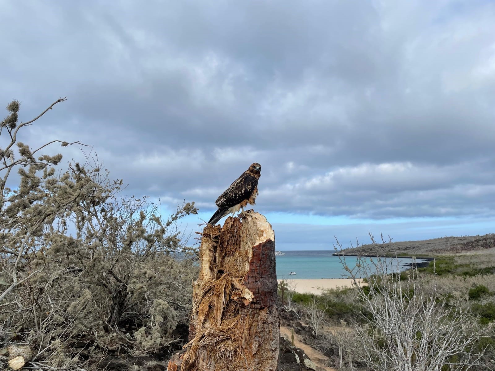/uploads/tiptops/Galapagos-Hawk.jpg