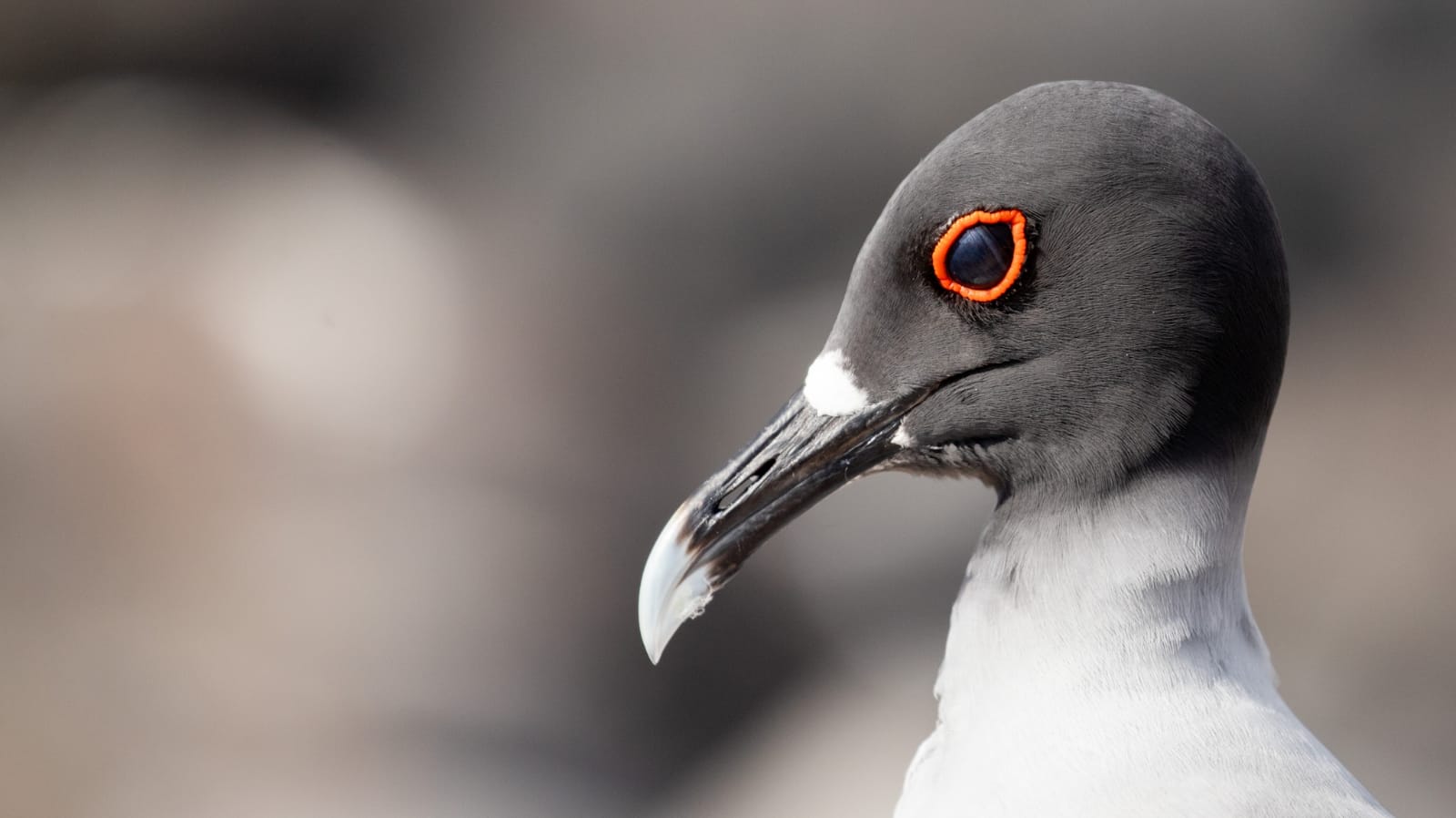 /uploads/tiptops/Swallow-tailed-Gull-East-Route.jpeg