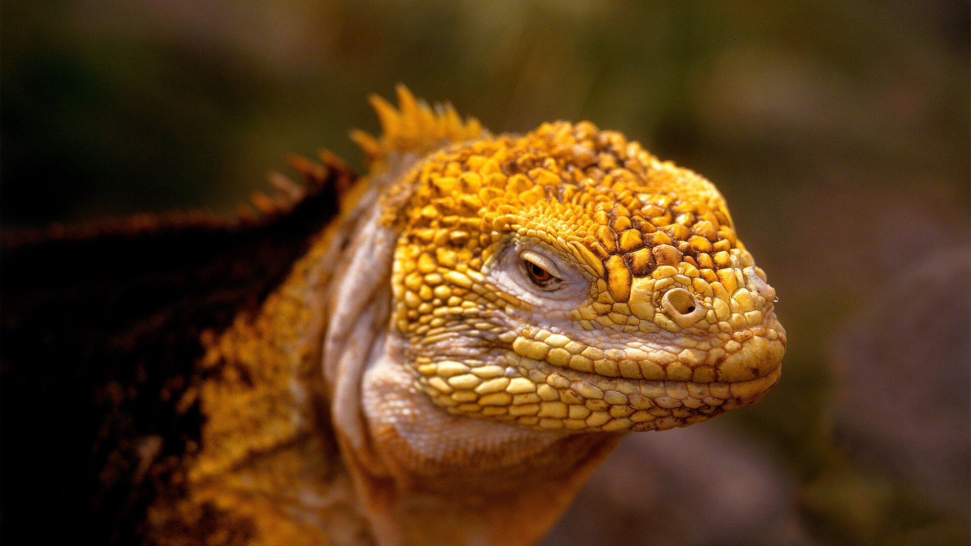 /uploads/tiptops/galapagos-santa-fe-1920x1080px.jpg